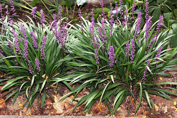 12x Liriope muscari 'Royal Purple' - Leliegras in p9 (0,5 liter) pot