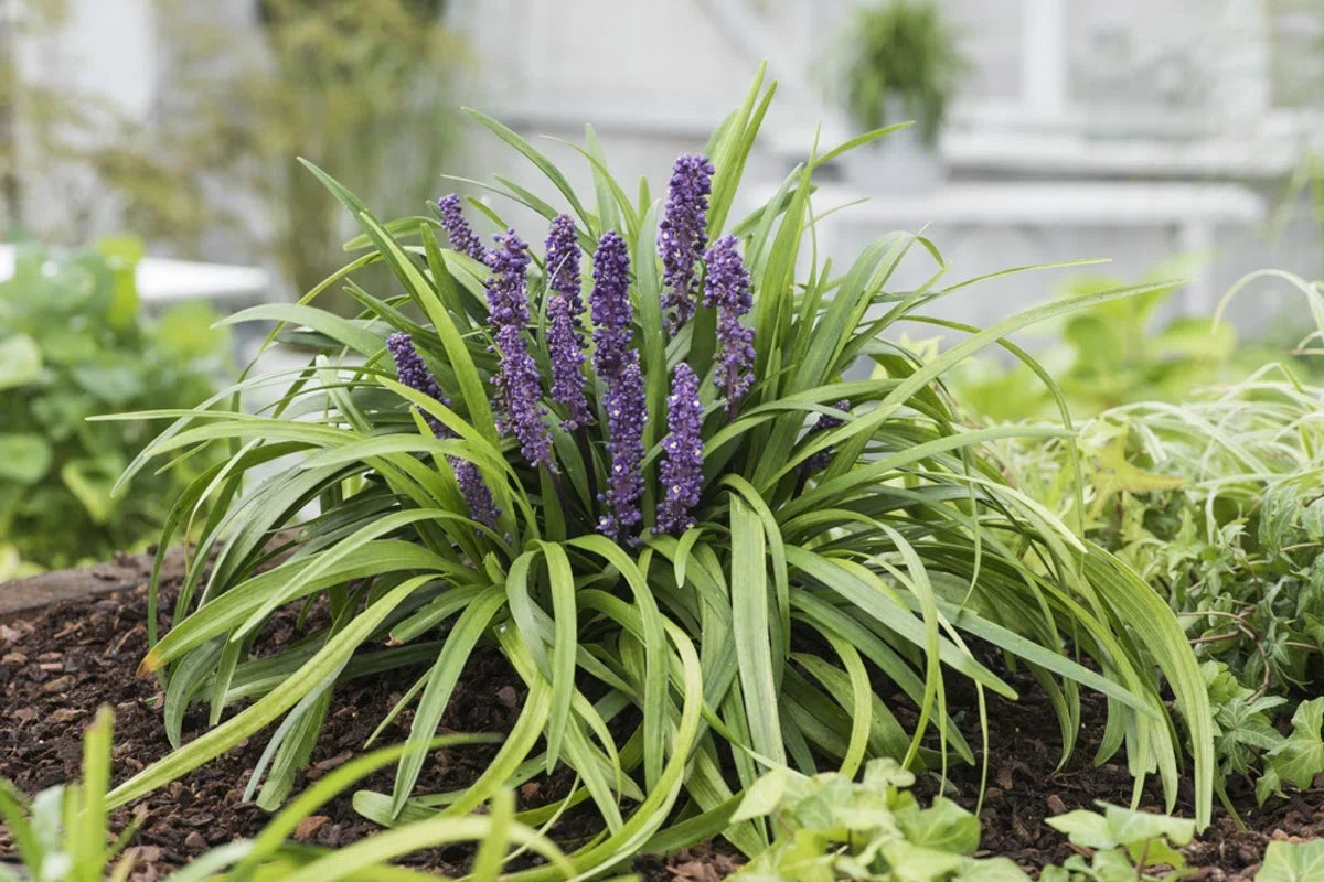 12x Liriope muscari 'Royal Purple' - Leliegras in p9 (0,5 liter) pot