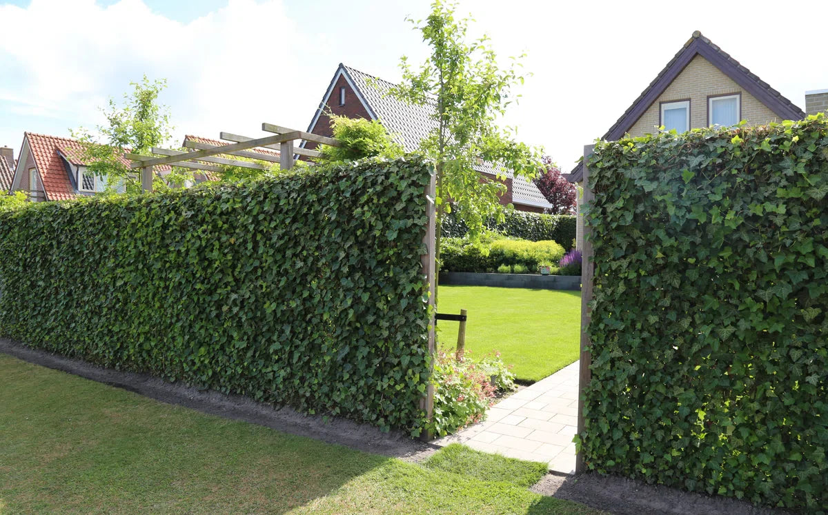 Ready-made hedge Hedera Helix Woerner 100 cm