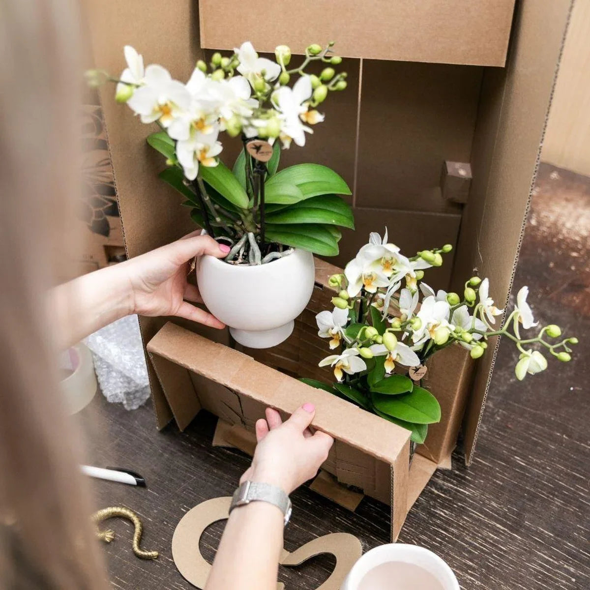 Cadeauset Hotel Chic | Plantenset met paarse Phalaenopsis Orchidee en Vetplanten incl. keramische sierpotten -