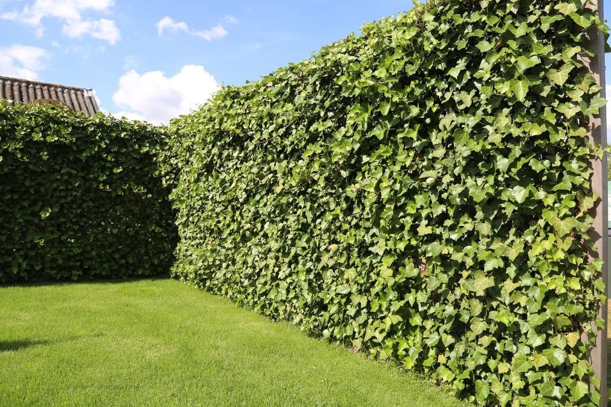 Ready-made hedge Hedera Helix Woerner 100 cm