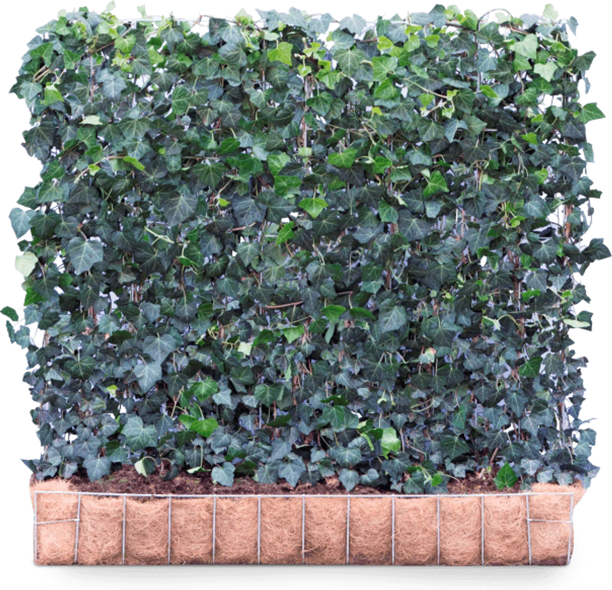 Ready-made hedge Hedera Helix Woerner 100 cm