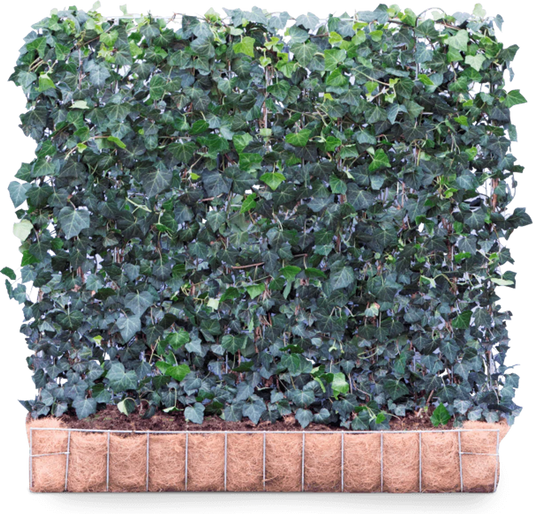 Ready-made hedge Hedera Helix Woerner 100 cm