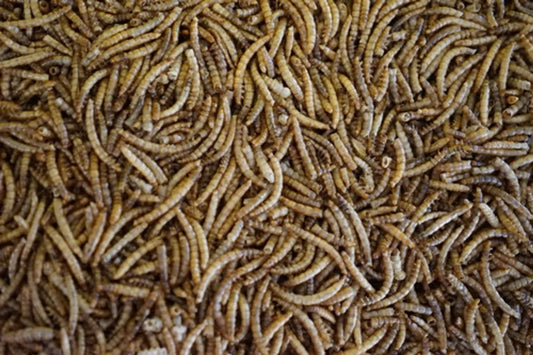 Meelwormen - Kippenvoer - 60 Liter - 10 kg