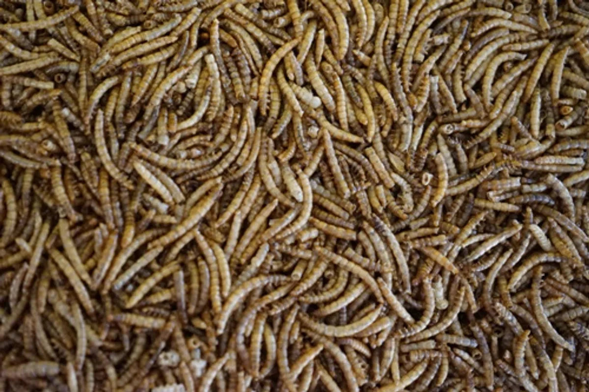 Meelwormen (60 Liter)(10KG)