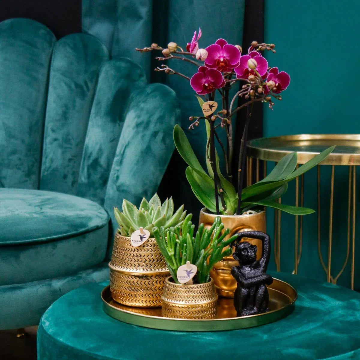 Cadeauset Hotel Chic | Plantenset met paarse Phalaenopsis Orchidee en Vetplanten incl. keramische sierpotten -