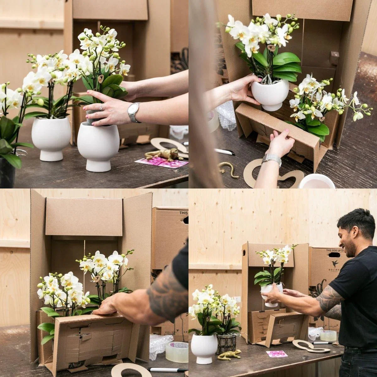 Cadeauset Hotel Chic | Plantenset met paarse Phalaenopsis Orchidee en Vetplanten incl. keramische sierpotten -